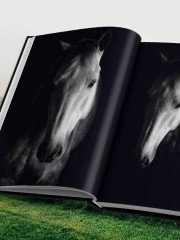 Лошади. Портреты, вдохновленные Рембрандтом. Эксклюзивный фотоальбом - Фото 10