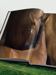Лошади. Портреты, вдохновленные Рембрандтом. Эксклюзивный фотоальбом - Фото 12