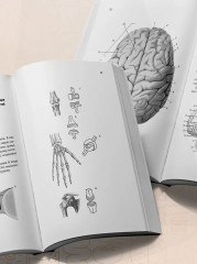 Тетрадь-шпаргалка по анатомии - Фото 7