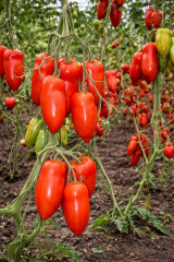 Семена томата «Корнабель F1» - Фото 1