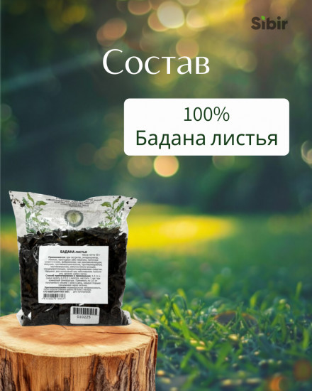 Бадан листья