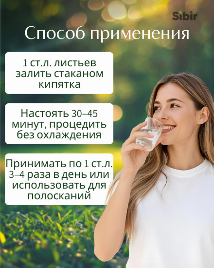 Бадан листья