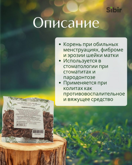 Бадан корень