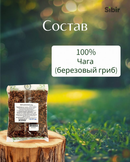 Чага (березовый гриб)