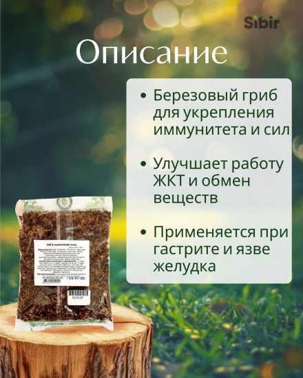 Чага (березовый гриб)