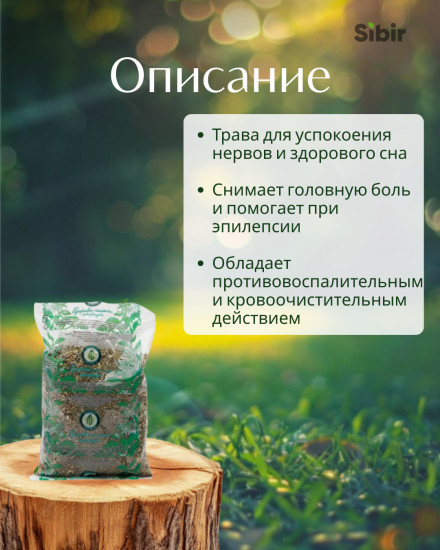 Синеголовника плосколистного трава
