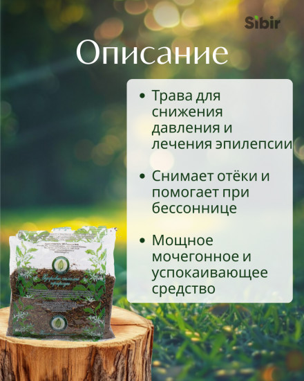 Шикши трава