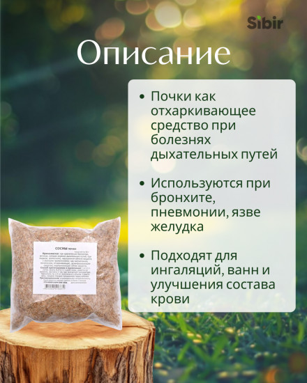 Сосны почки