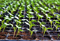 Концентрат «Биогумат» - Фото 8