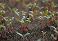 Концентрат «Биогумат» - Фото 9