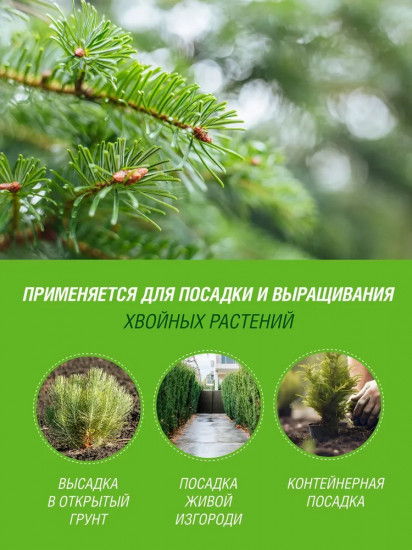 Грунт для хвойных растений