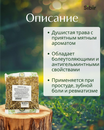 Зизифоры трава