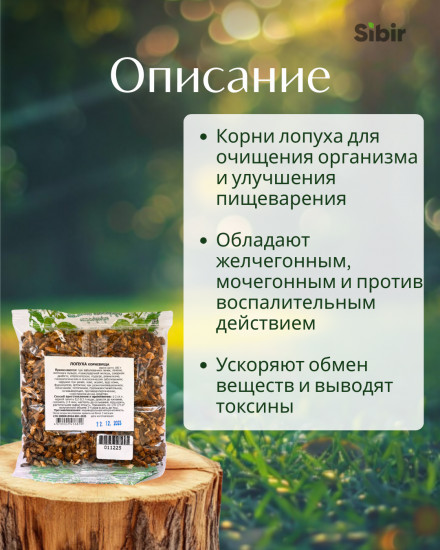 Лопуха большого корни