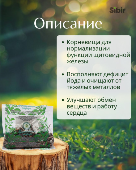 Лапчатка белая корневища