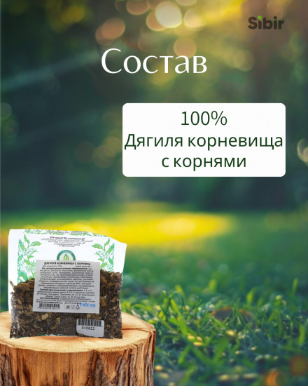 Дягиля корневища с корнями