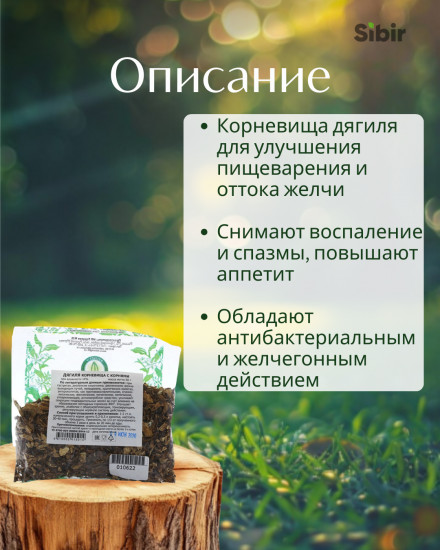 Дягиля корневища с корнями