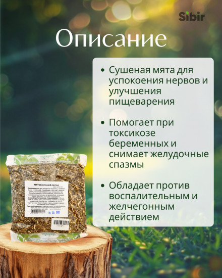 Мята перечная