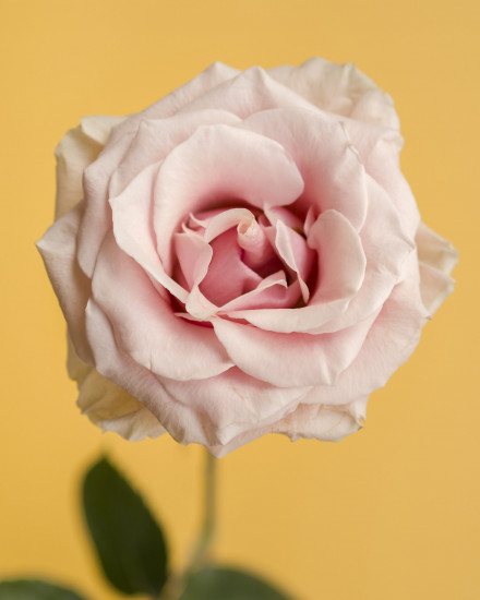 Духи «Blooming»