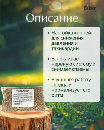 Шлемника байкальского корневища с корнями