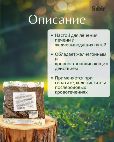 Березы почки