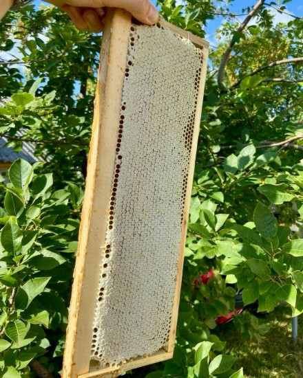 Мёд в сотах