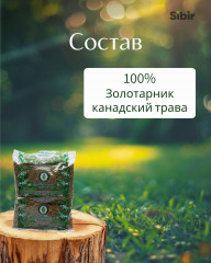 Золотарник канадский трава - Фото 3