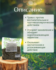 Череды трехраздельной трава - Фото 1