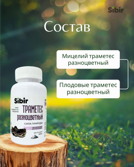 Траметес разноцветный