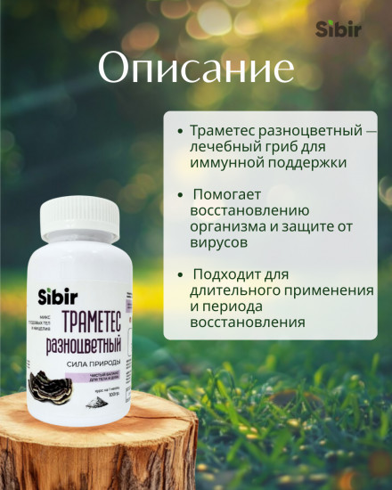 Траметес разноцветный