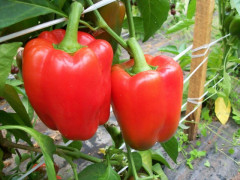Перец сладкий «Красный бык» - Фото 1