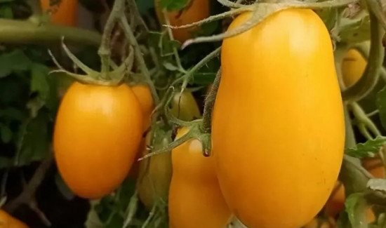 Семена томата «Дрова жёлтые»