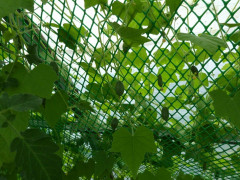 Сетка для палисадника - Фото 4