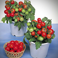 Семена томата «Чудо карлик F1» - Фото 1