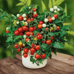 Семена томата «Чудо на окошке» - Фото 1