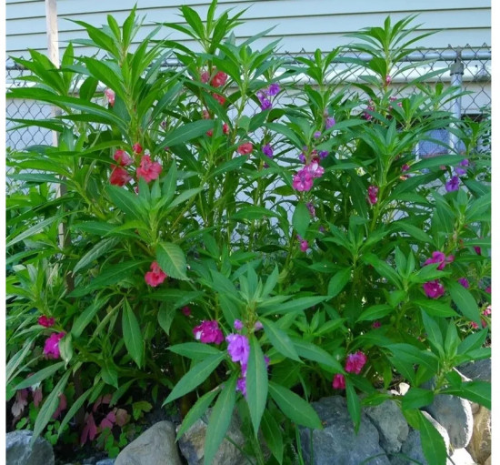 Семена бальзамина «Том Самб фиолетовый»