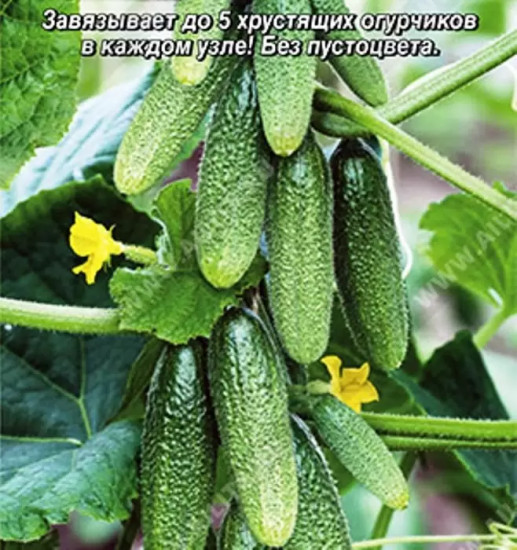 Семена огурца «Все пучком»