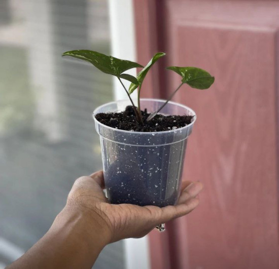 Набор горшков для рассады