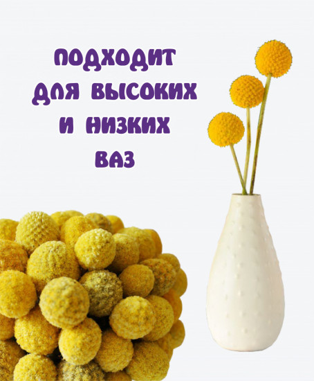 Набор сухоцветов «Краспедия»