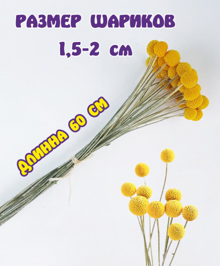 Набор сухоцветов «Краспедия»