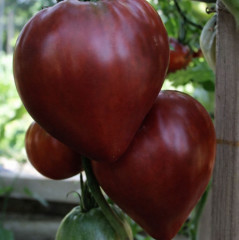 Коллекционные семена томата «Бычье сердце фиолетовое» - Фото 2