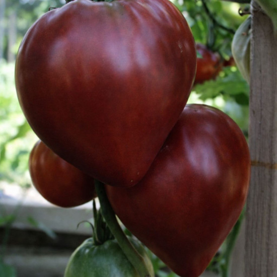Коллекционные семена томата «Бычье сердце фиолетовое»