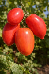 Колекционные семена томата «Зуб василиска» - Фото 1