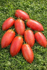 Колекционные семена томата «Зуб василиска» - Фото 2