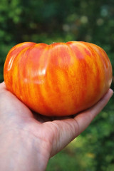 Колекционные семена томата «Канди страйп» - Фото 2