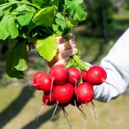 Семена редиса «Сахарный Гигант крупноплодный»