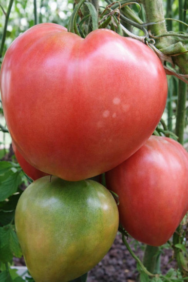 Коллекционные семена томата «Сердце быка раннее»