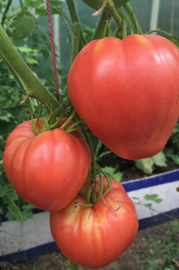 Коллекционные семена томата «Сердце быка раннее»