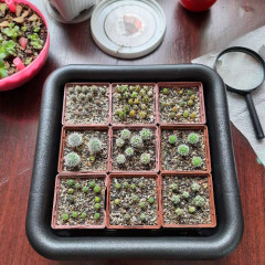 Ящик для рассады - Фото 4