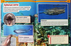 Энциклопедия с развивающими заданиями «Киты, дельфины и косатки» - Фото 2
