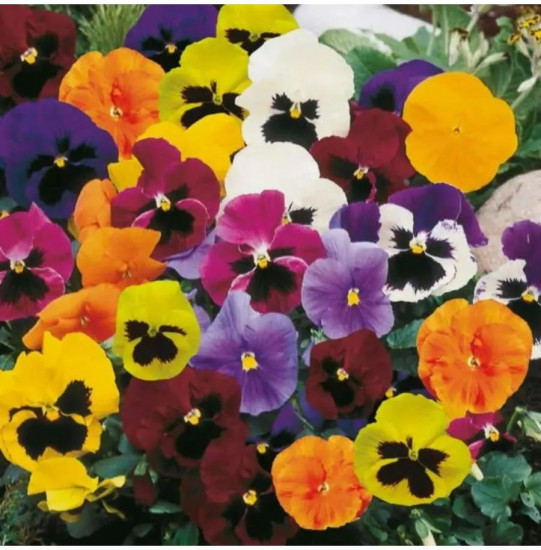 Семена фиалки многолетней «Виола рогатая»